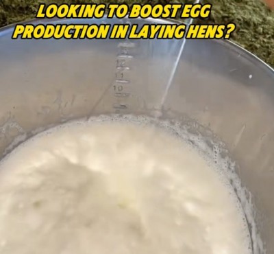 Ydych chi'n chwilio am cynyddu cynhyrchu oedau mewn chylling?